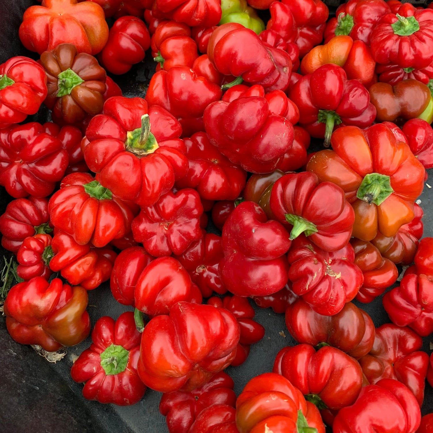 Hybrid Pimento Pepper - Sweet Hungarian Cheese