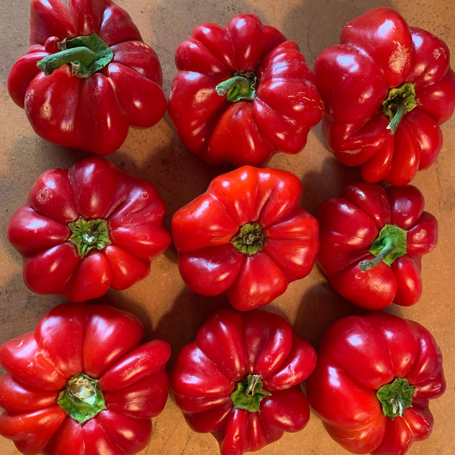 Hybrid Pimento Pepper - Sweet Hungarian Cheese