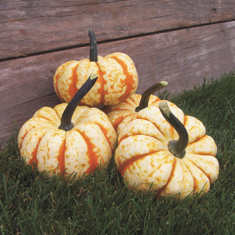 Hybrid Mini Pumpkin - Sweet Lightning