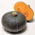 Hybrid Buttercup/Kabocha Squash - Sweet Mama