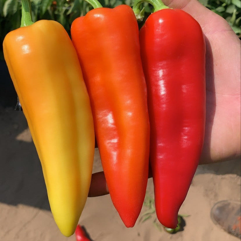 Hybrid Sweet Banana/Hungarian Pepper - Sweet Savannah