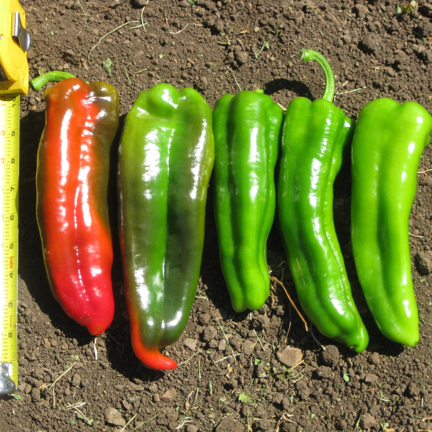 Hybrid Roasting Pepper - Sweet Delilah