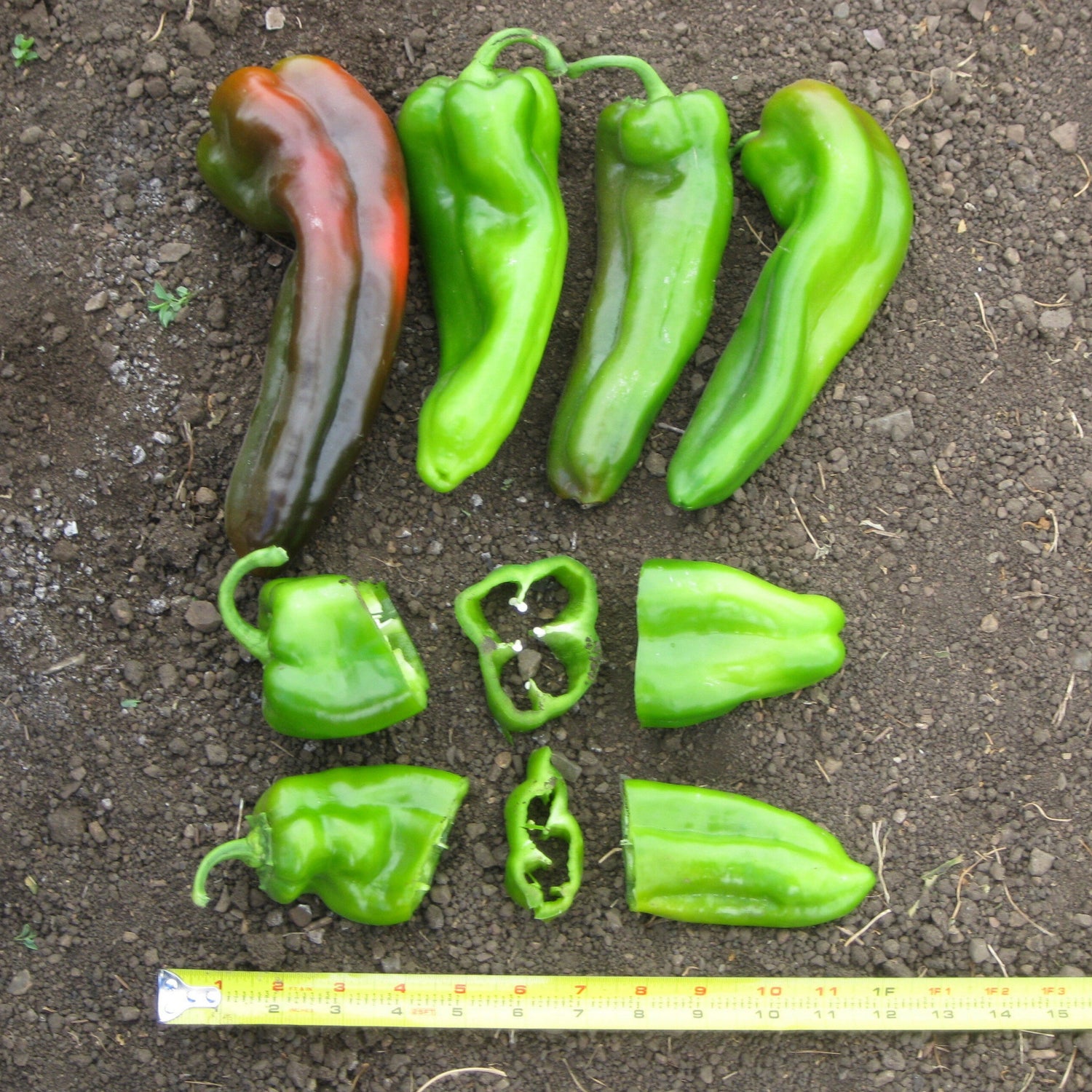 Hybrid Roasting Pepper - Sweet Delilah