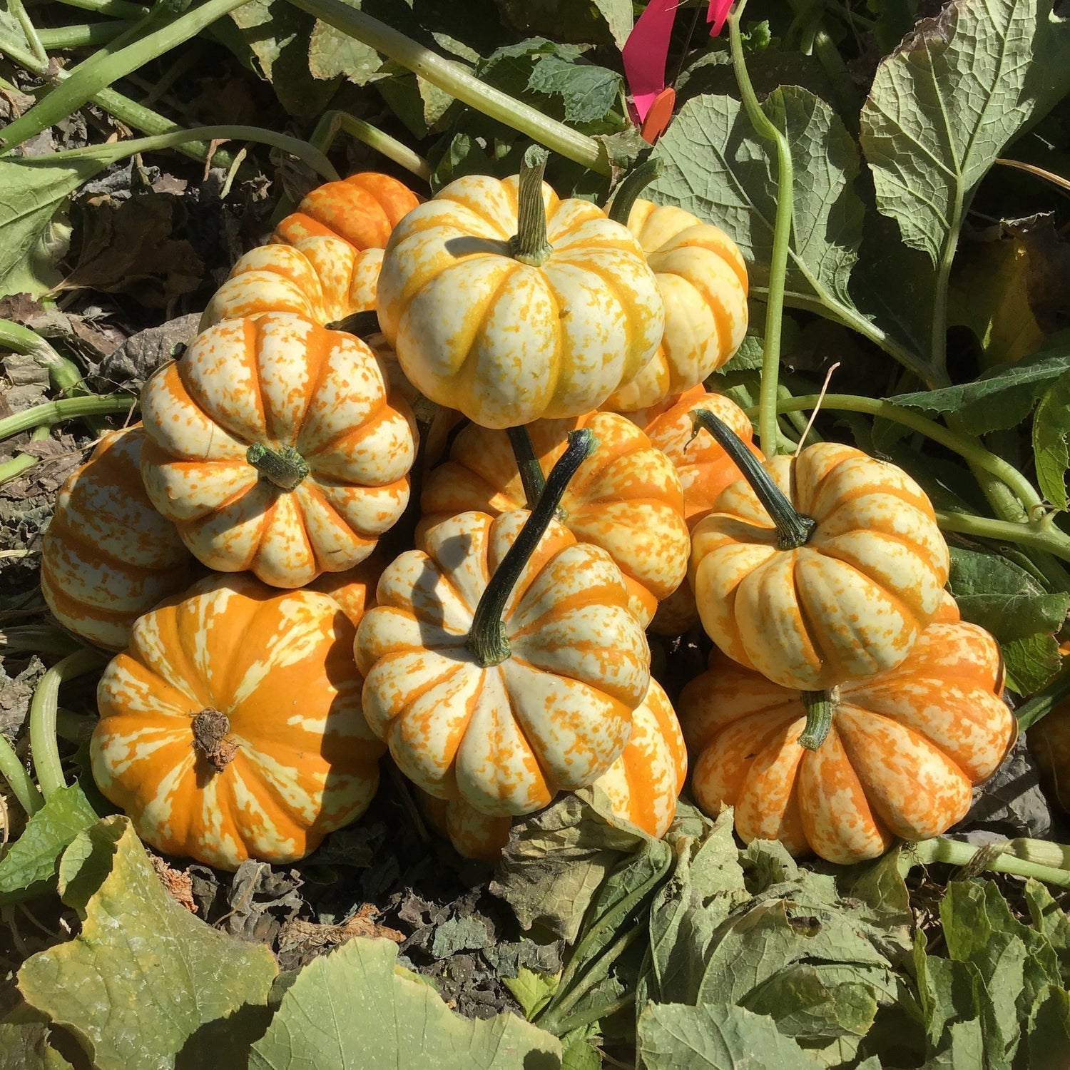 Hybrid Mini Pumpkin - Sweet Lightning