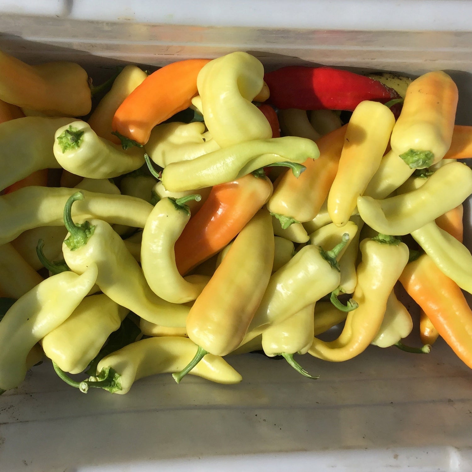 Hybrid Sweet Banana/Hungarian Pepper - Sweet Savannah