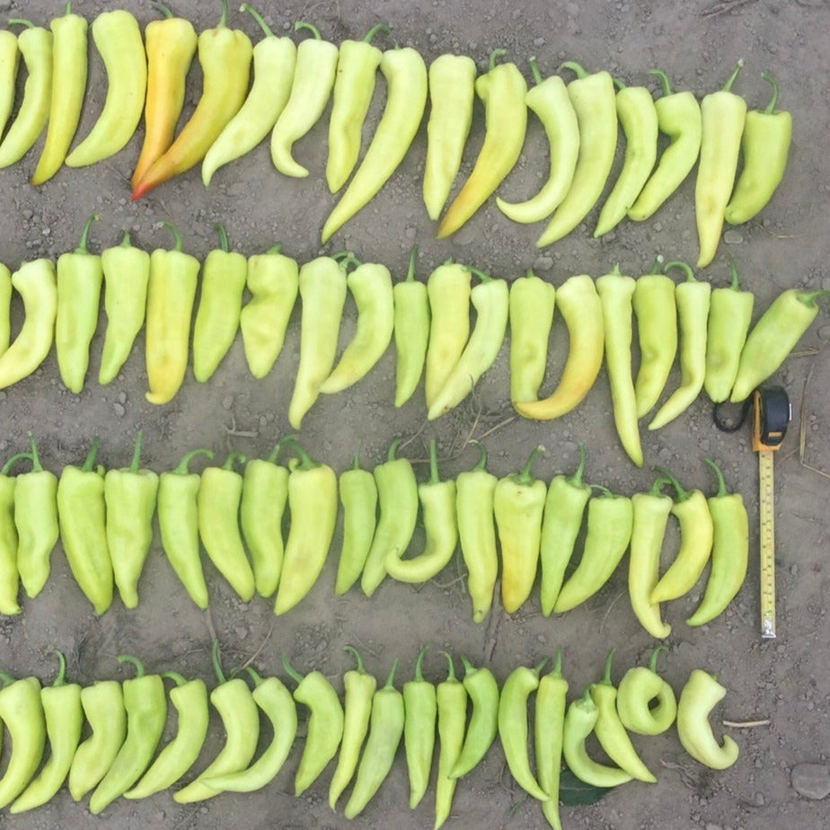 Hybrid Sweet Banana/Hungarian Pepper - Sweet Savannah