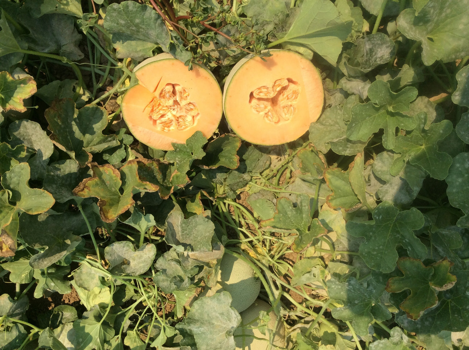 Hybrid Cantaloupe - Sweet Sunrise