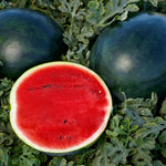 Hybrid Diploid (Seeded) Solid Dark Rind Watermelon - Sweetie Pie