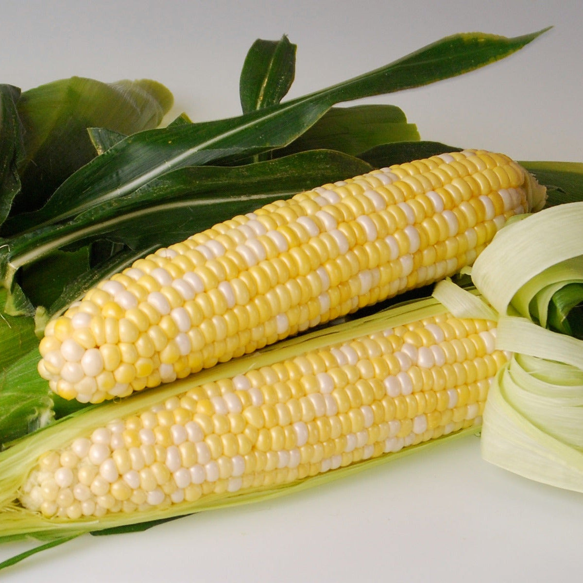 Hybrid Sugar Enhanced Bicolor Corn - Sweetness