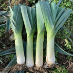 Hybrid Leek - Sydney