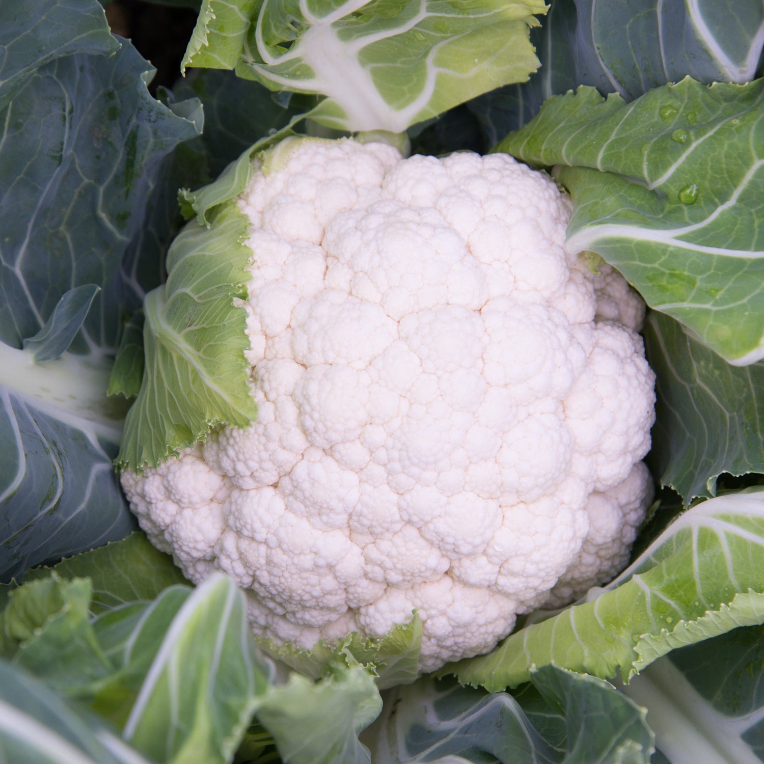 Hybrid White Cauliflower - Synergy