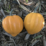 OP Acorn Squash - Table Gold