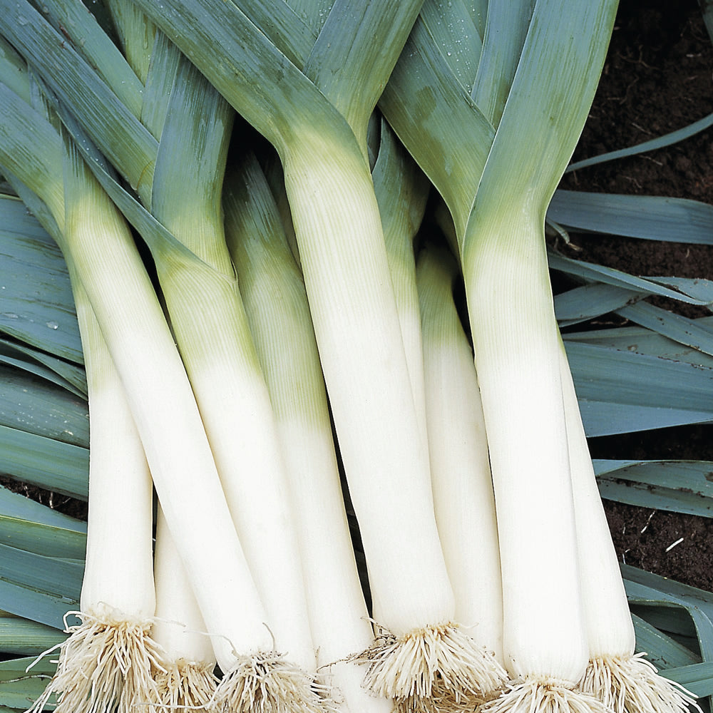 OP Leek - Tadorna