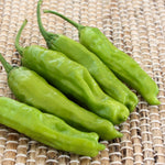 Hybrid Shishito Pepper - Takara