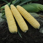 Hybrid Supersweet Yellow Corn - Takeoff MXR
