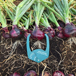 Hybrid Long Day Red Onion - Tannat