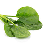 Hybrid Spinach - Tarsier RZ
