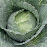 Hybrid Green Cabbage - Taurus