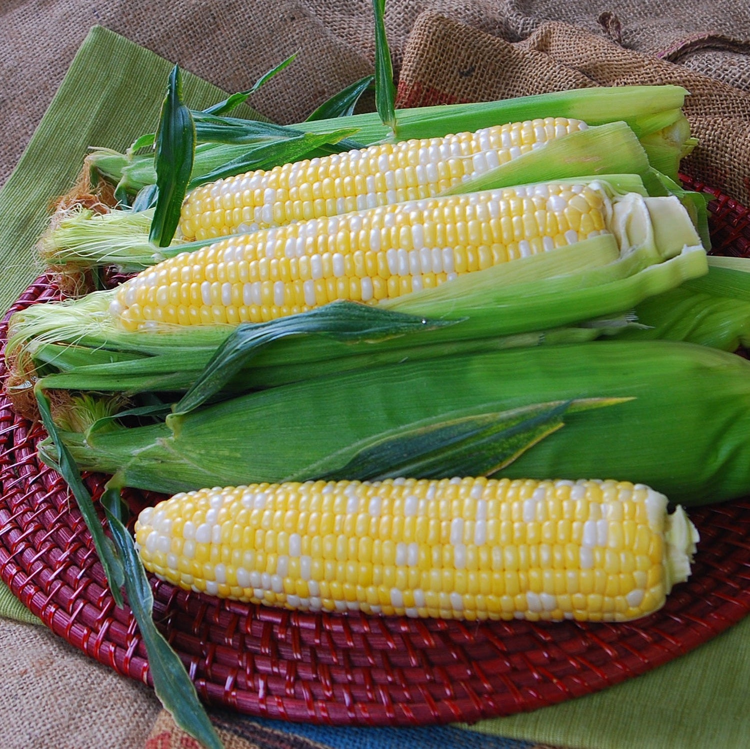 Hybrid Sugar Enhanced Bicolor Corn - Temptress