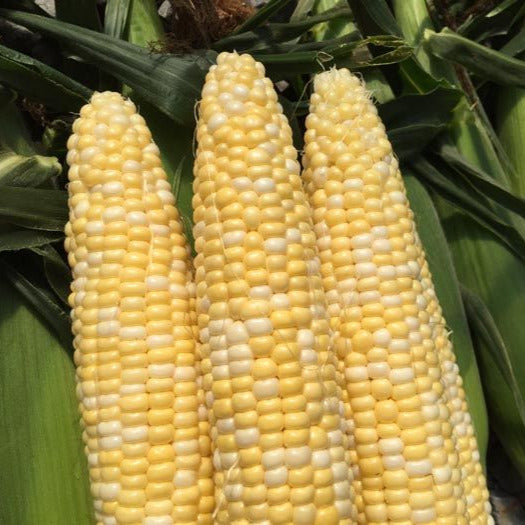 Hybrid Sugar Enhanced Bicolor Corn - Tenderfoot
