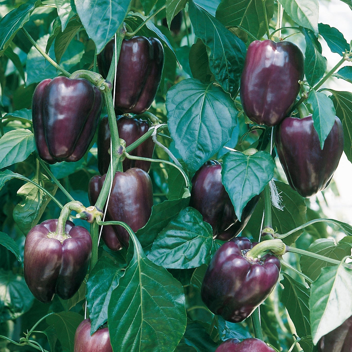 Hybrid Purple Bell Pepper - Tequila