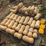 Hybrid Butternut Squash - Tessa