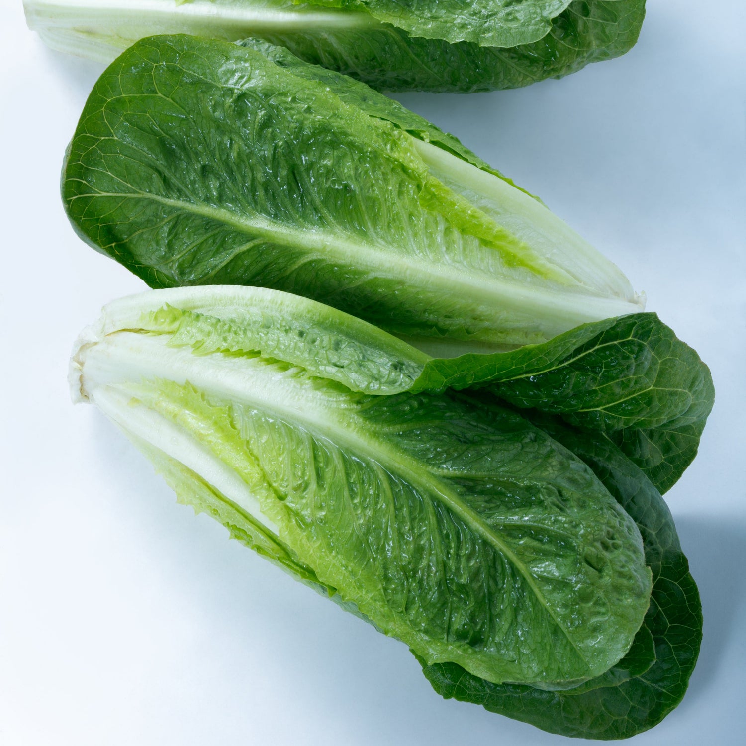 OP Green Romaine Lettuce - Teton