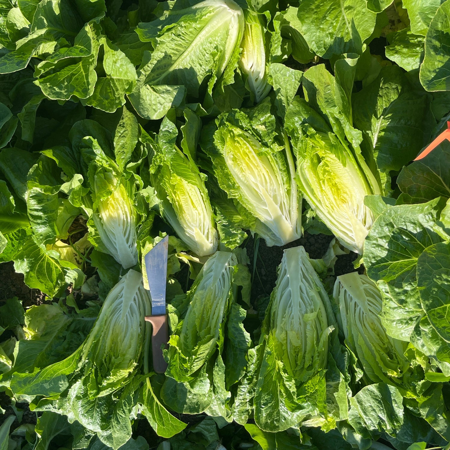 OP Green Romaine Lettuce - Teton