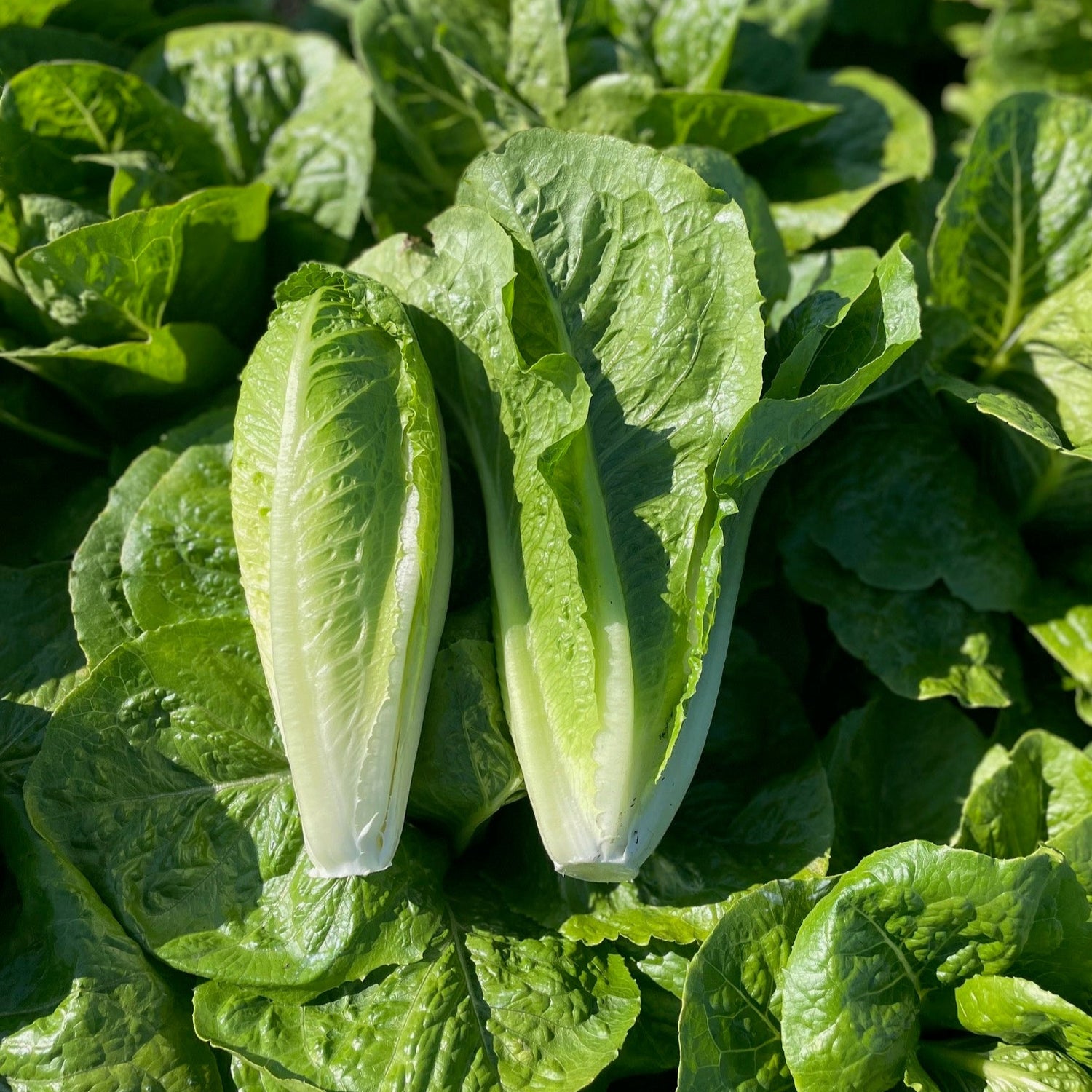 OP Green Romaine Lettuce - Teton