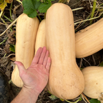 Hybrid Butternut Squash - Texas