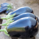 Hybrid Eggplant - Thanos