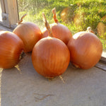 Hybrid Long Day Yellow Onion - Thunderstone