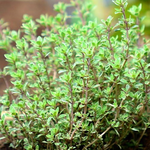 OP Thyme - Thyme Winter