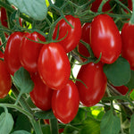 Hybrid Red Grape Tomato - Sweet Hearts