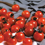 Hybrid Red Cherry Tomato - Sweet Million