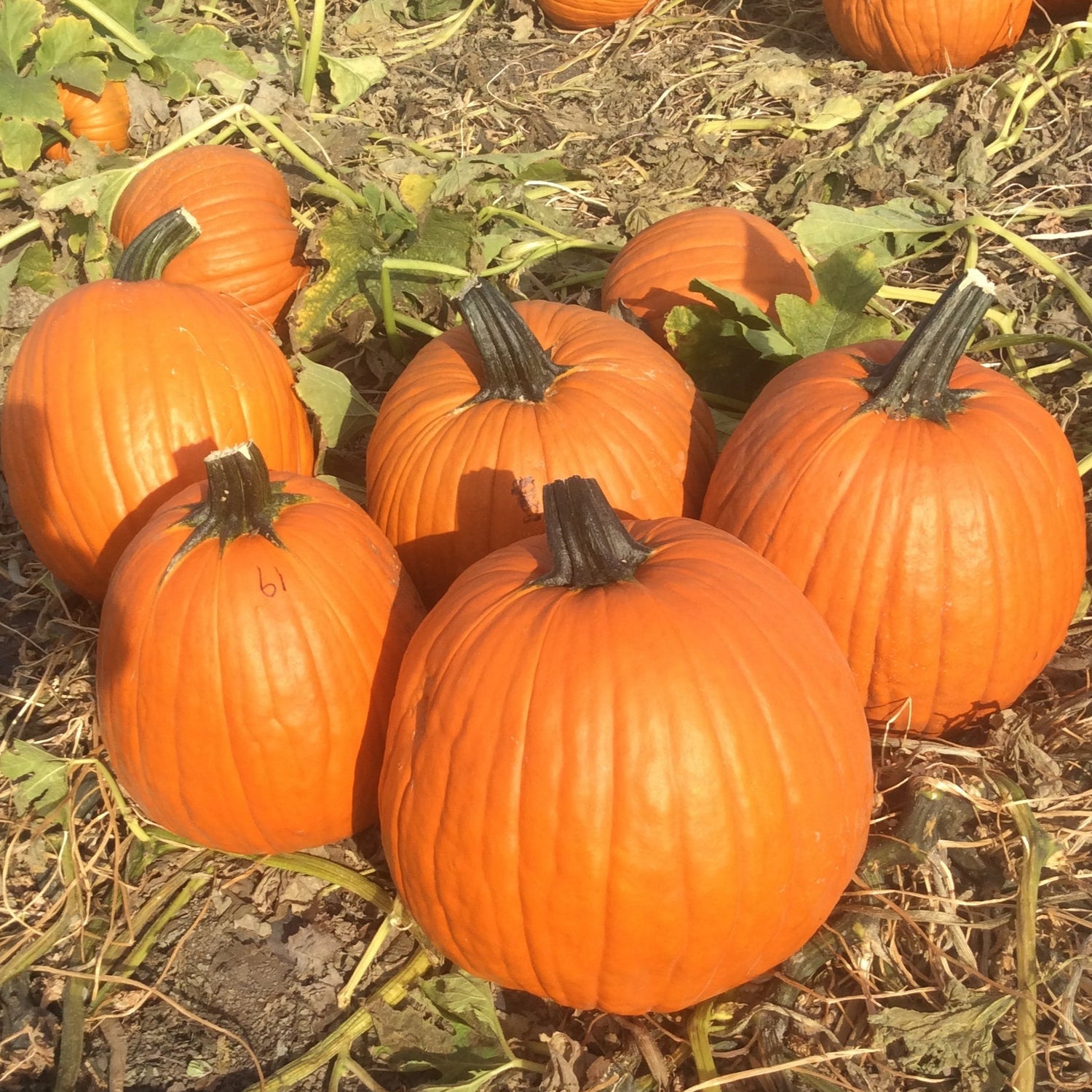 Hybrid Carving Pumpkin - Tons of Fun
