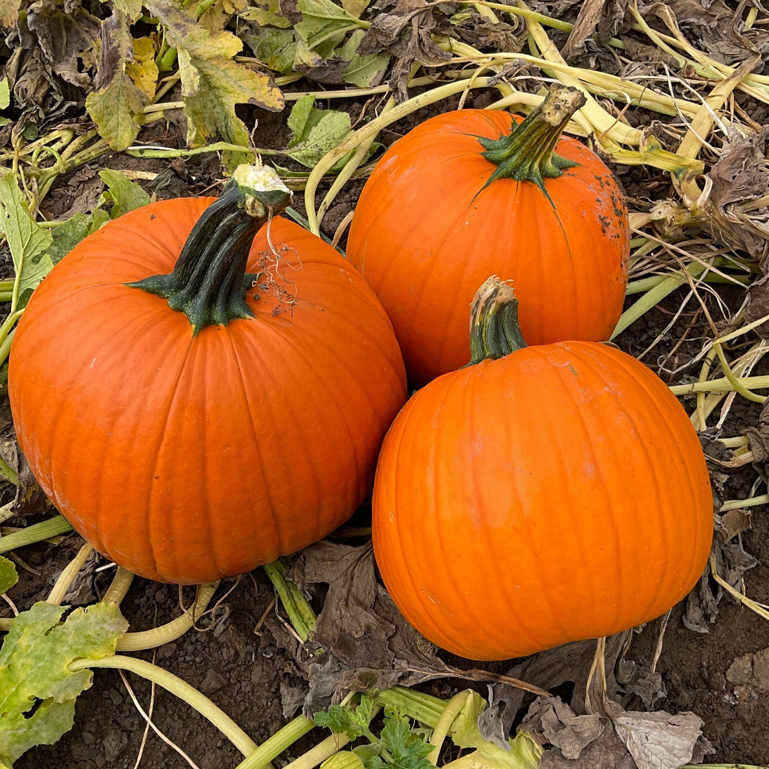 Hybrid Carving Pumpkin - Tons of Fun