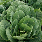 Hybrid Collard - Top Bunch 2.0