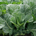 Hybrid Collard - Top Chop