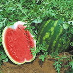 Hybrid Diploid (Seeded) Crimson Sweet Rind Watermelon - Topgun