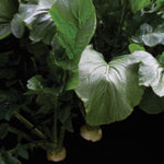 Hybrid Turnip - Topper