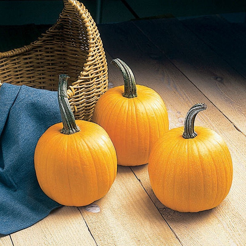 Hybrid Small/Pie Pumpkin - Touch of Autumn