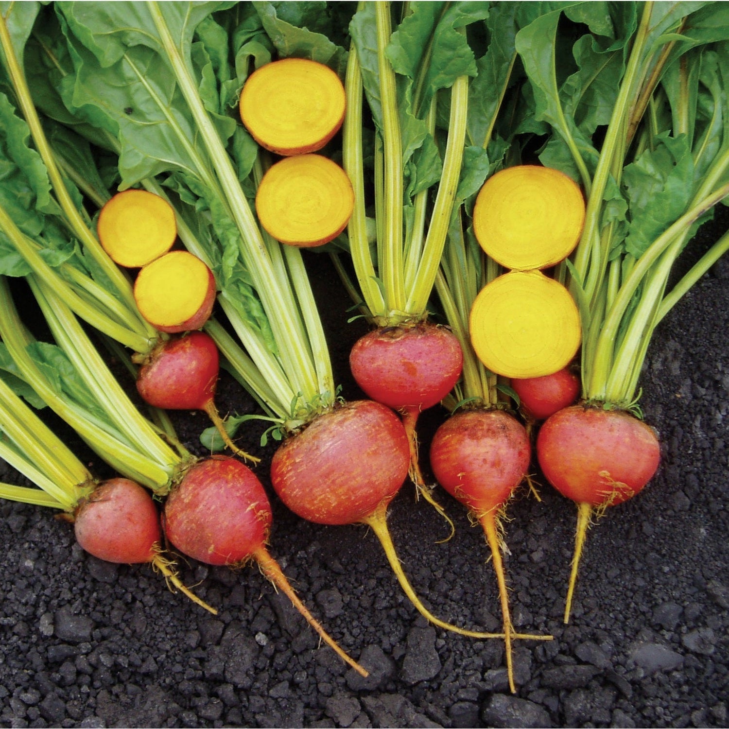 OP Yellow Beet - Touchstone Gold