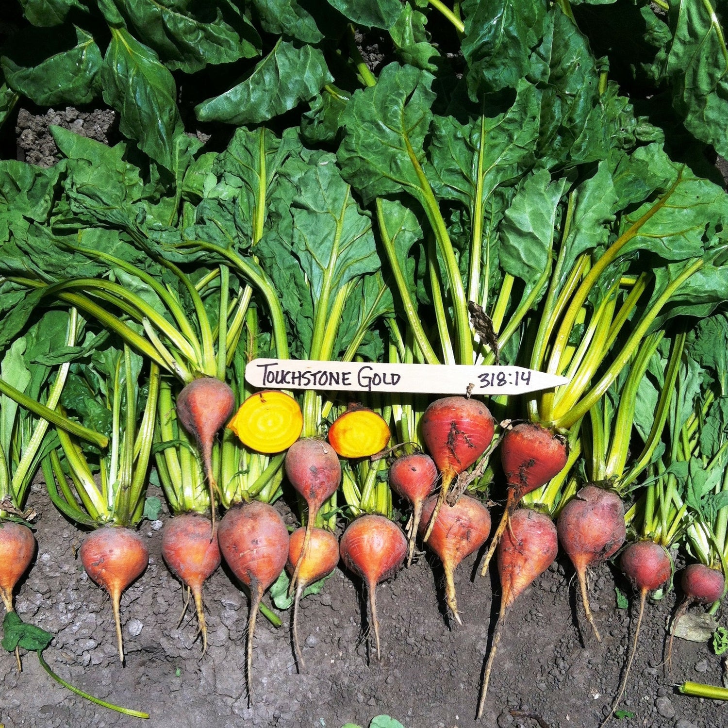 OP Yellow Beet - Touchstone Gold