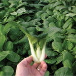 Hybrid Pak Choi - Toy Choy