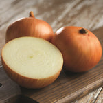Hybrid Long Day Yellow Onion - Traverse