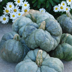 OP Specialty Winter Squash - Triamble