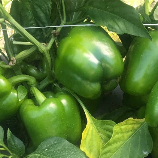Hybrid Red Bell Pepper - Triology