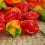 OP Scorpion Pepper - Trinidad Scorpion