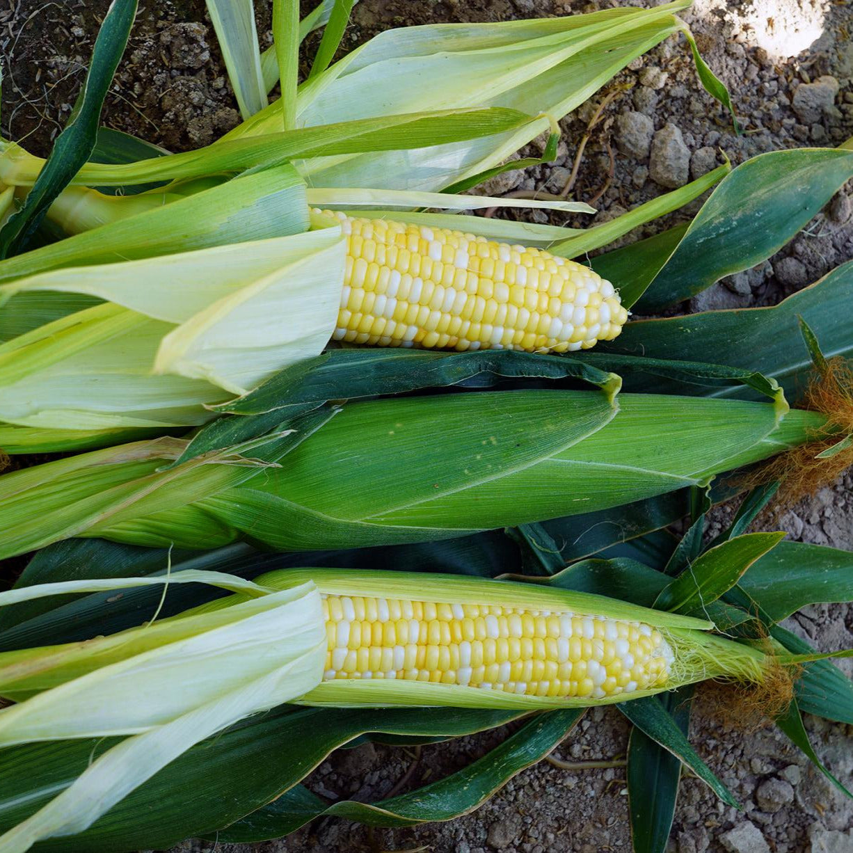 Hybrid Supersweet Bicolor Corn - Trinity